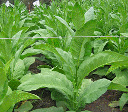 Shirey Tobacco Plant